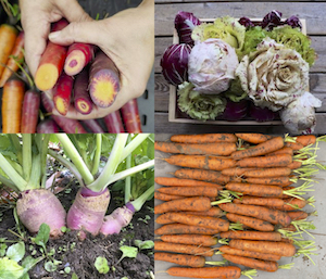 carrots, radicchio, and rutabaga