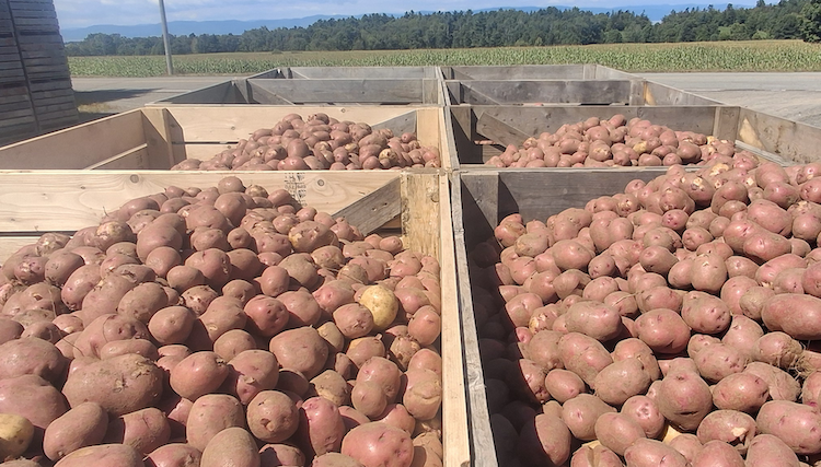 quebec region potatoes